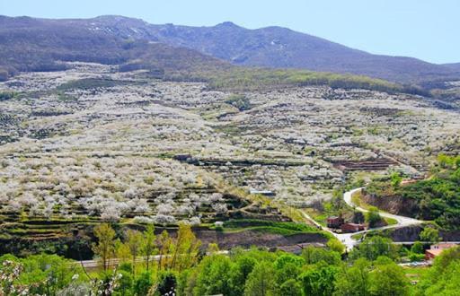 Casas Rurales El Cerro Y El Cerezo Наваконсехо Екстер'єр фото